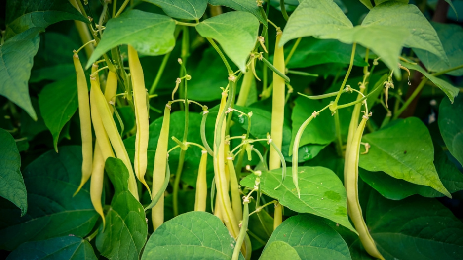 Fazol obecný (Phaseolus vulgaris) 