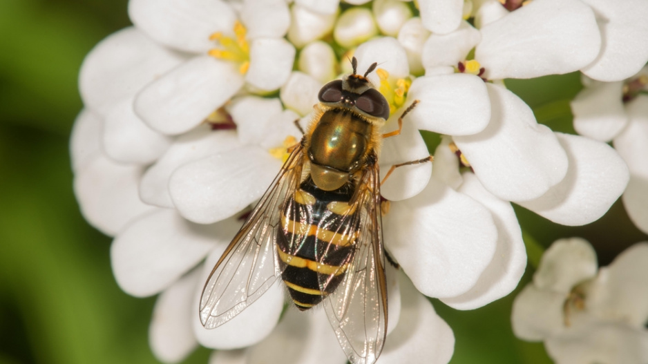 Iberka vždyzelená (Iberis sempervirens) 