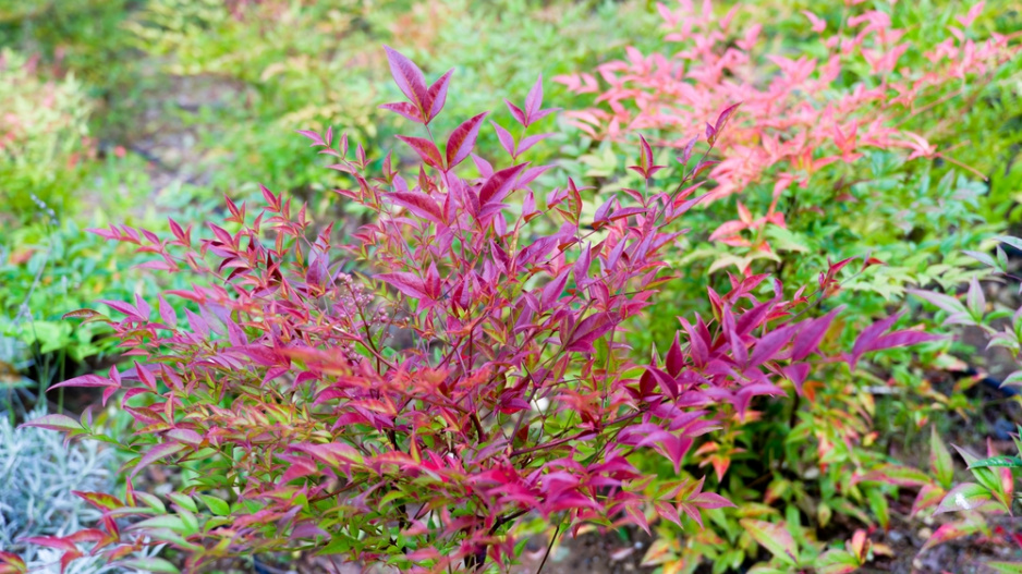 Nandina domácí neboli nebeský bambus