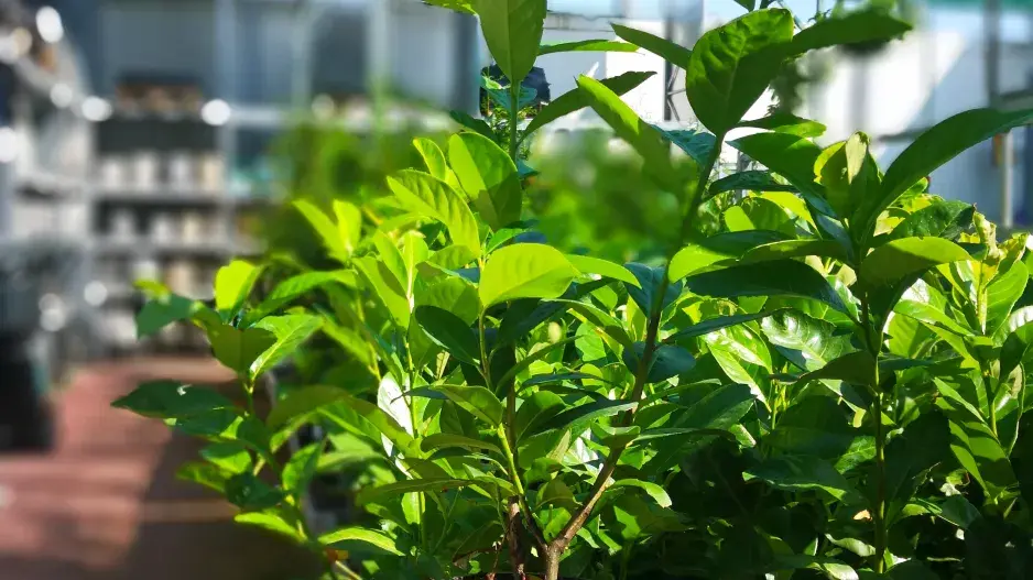 nákup nových sazenic