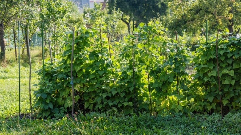 Fazol obecný (Phaseolus vulgaris) 