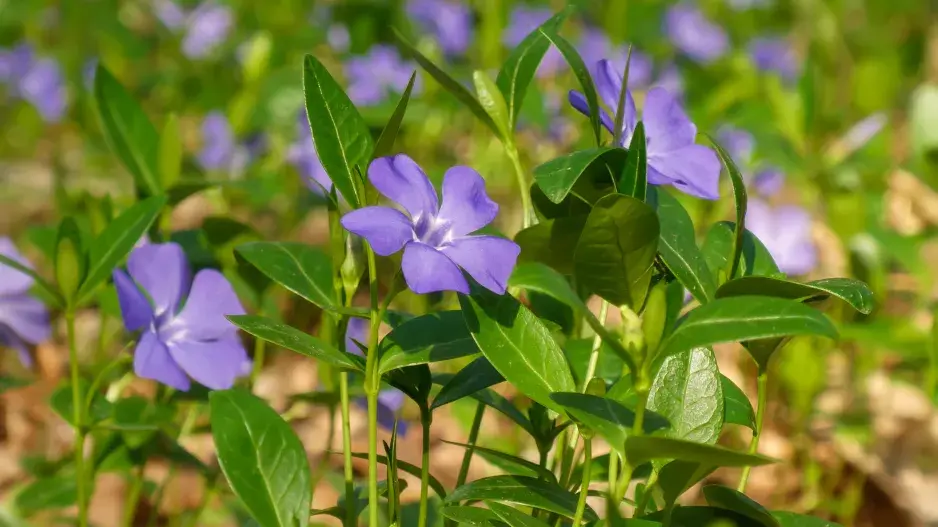 Barvínek menší (Vinca minor) 