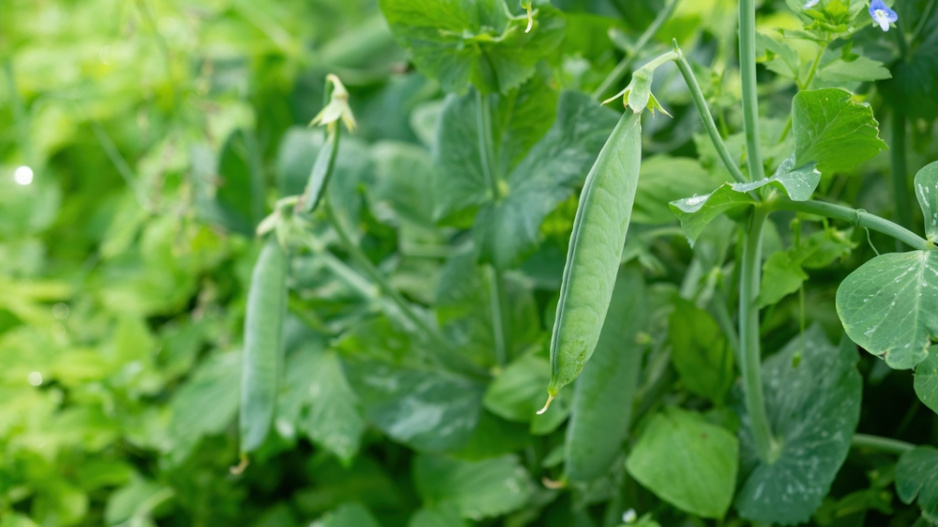 Hrách setý (Pisum sativum) 