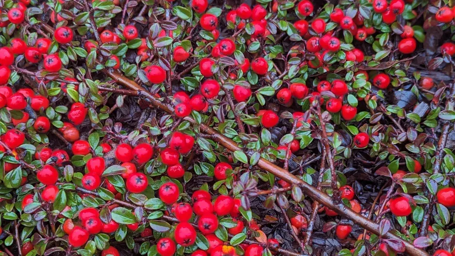 skalník plody skalník plody