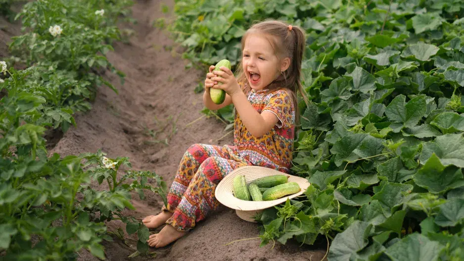 Pěstování roubované zeleniny