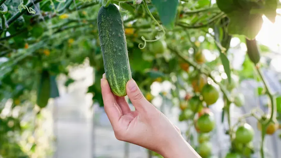 Okurky veďte vzhůru 