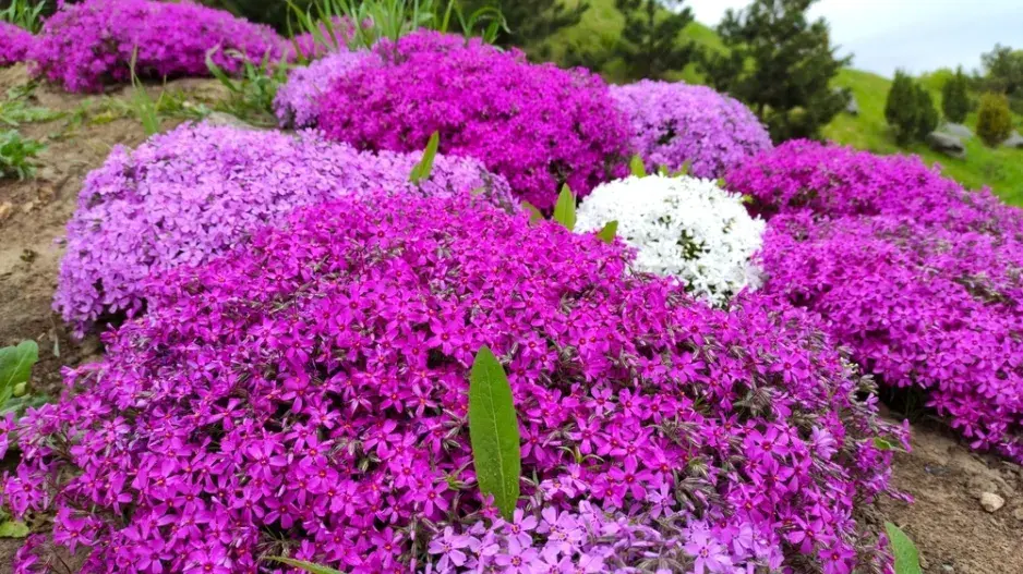 Plamenka šídlovitá (Phlox subulata)