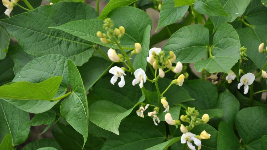 Fazol obecný (Phaseolus vulgaris) 