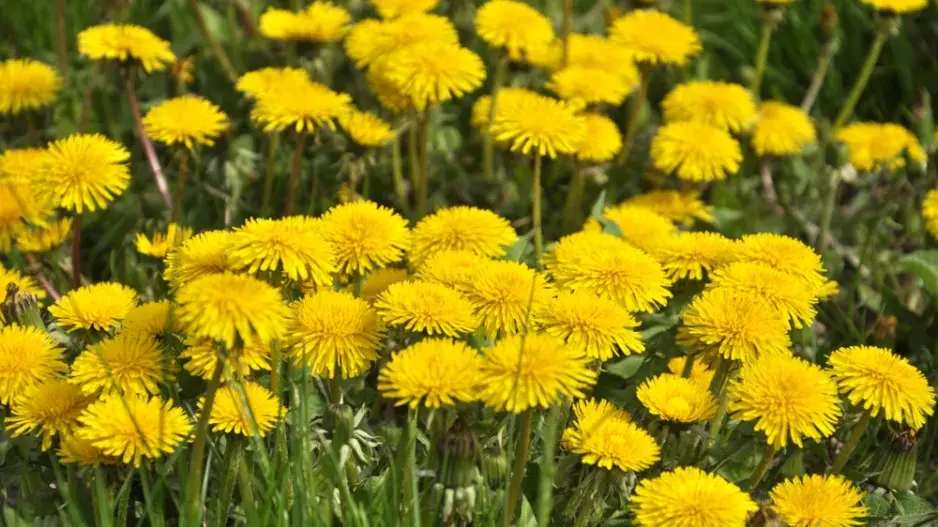 pampeliška pampeliška