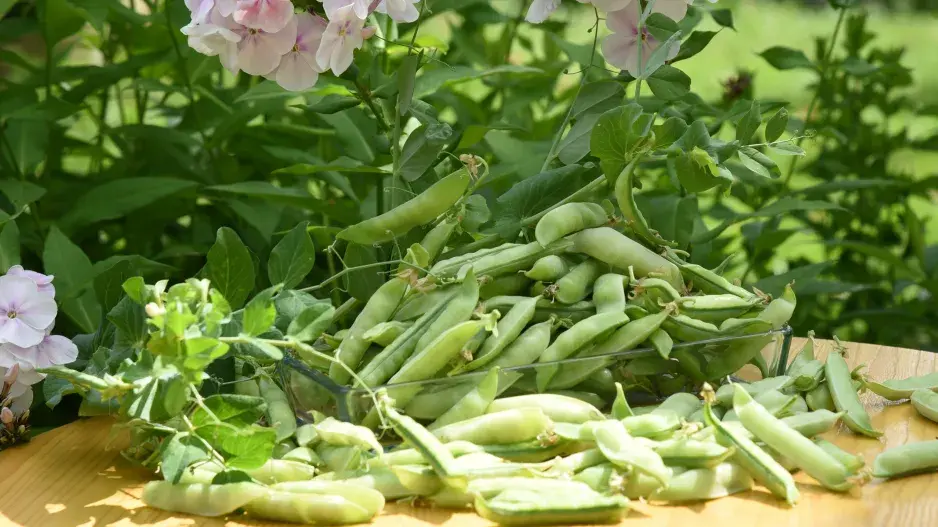 Hrách setý (Pisum sativum) 