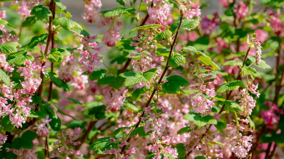 Meruzalka krvavá (Ribes sanguineum)