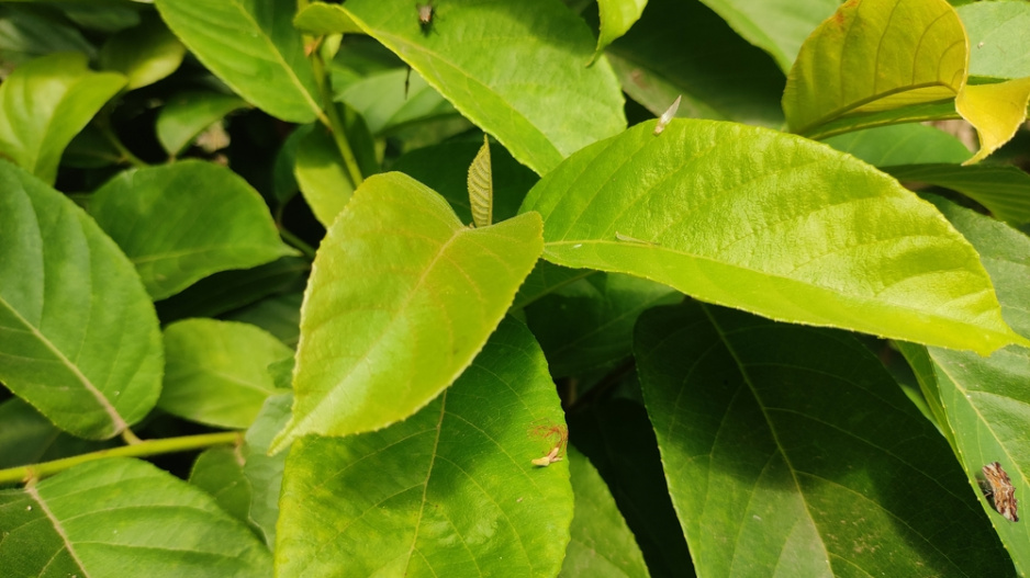 Halézie karolínská (Halesia carolina) 