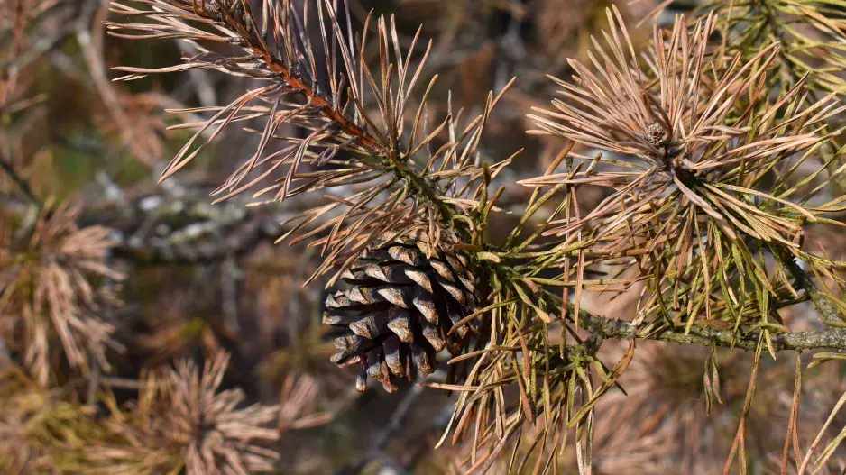 hnědnutí jehličí u borovice