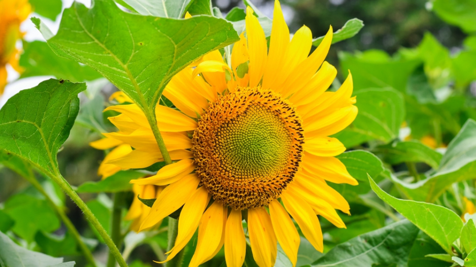 Slunečníce roční (Helianthus annus) 