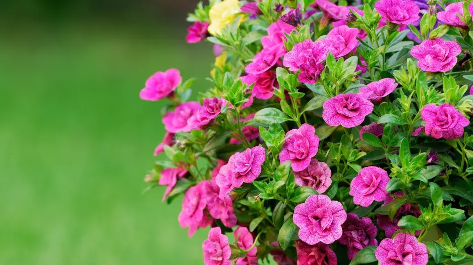 Calibrachoa elegans Million Bells flowers, modročervené Blurred 
