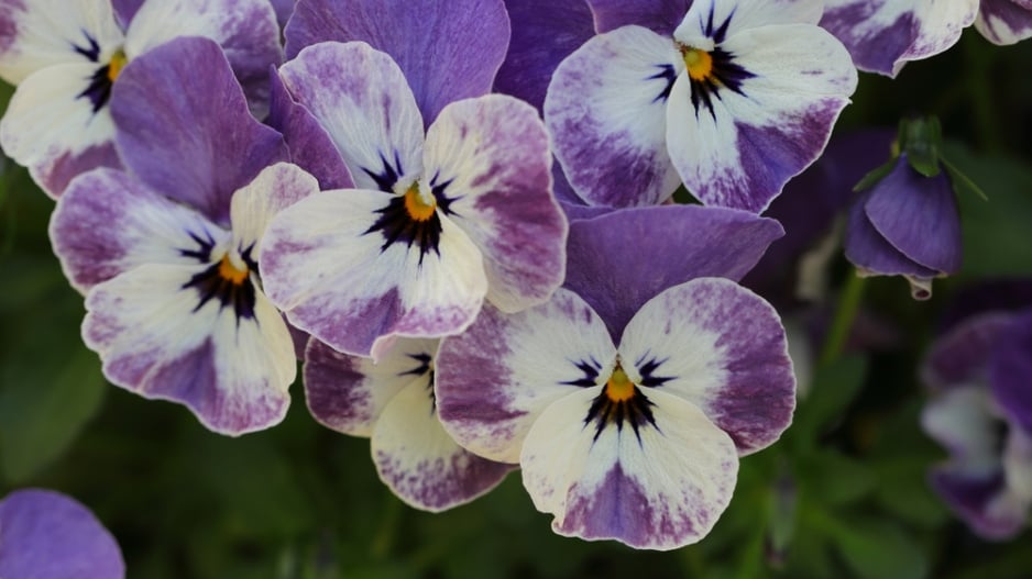 Violka rohatá (Viola cornuta)