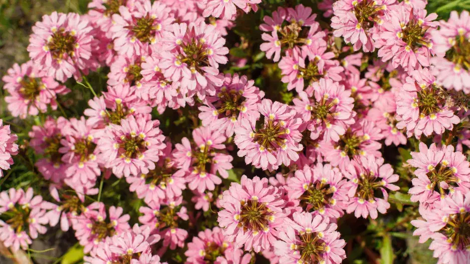 Scaevola aemula 'Whirlwind Pink