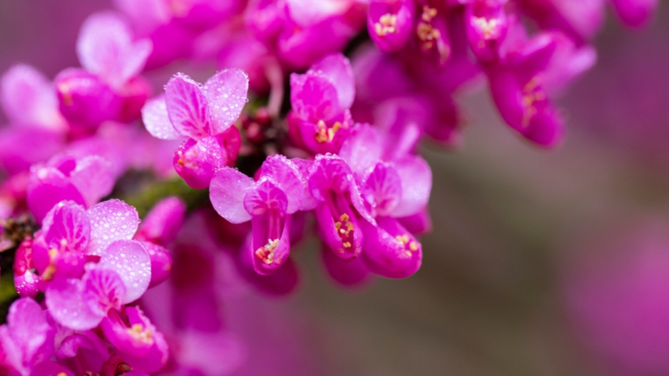 Zmarlika čínská (Cercis chinensis) 
