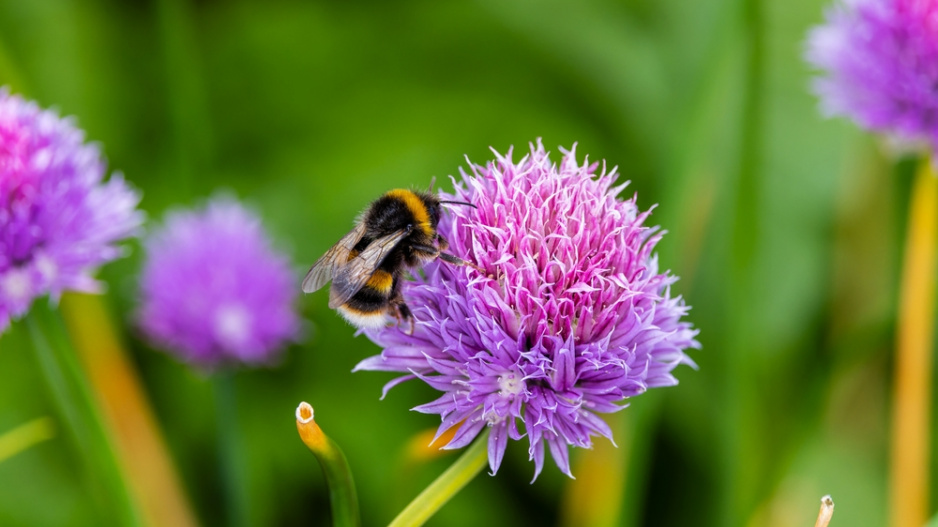 Pažitka pobřežní (Allium schoenoprasum) 