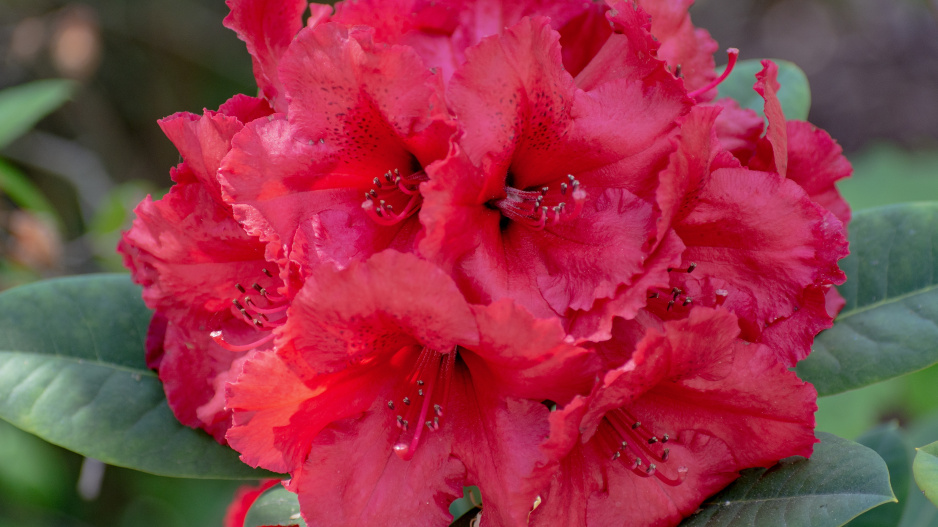 Rododendron ´Red Dragon´ 