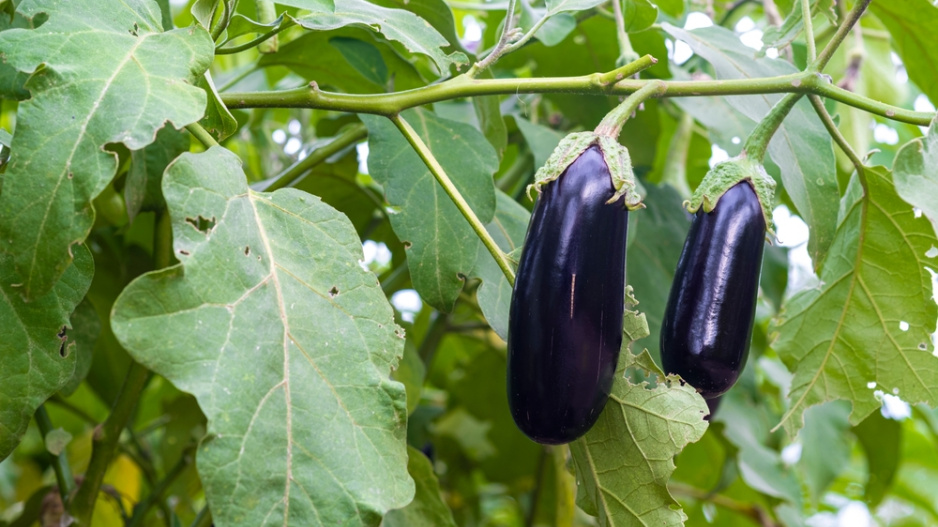 Lilek vejcoplodý neboli baklažán (Solanum melongena) 