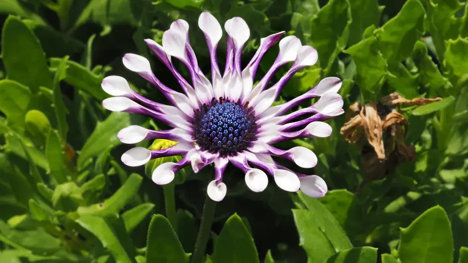 Dimorphotheca ecklonis, dimorfoteca or Margarita del Cabo Flower