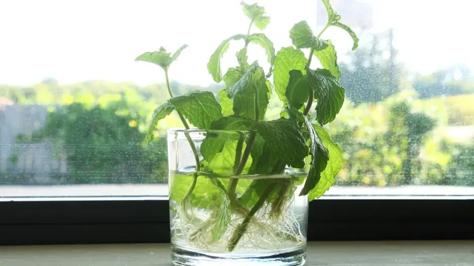 Máta peprná (Mentha × piperita) Máta peprná (Mentha × piperita)