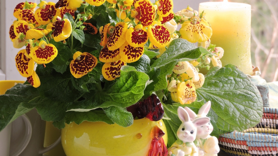 Pantoflíček (Calceolaria herbeohybrida)