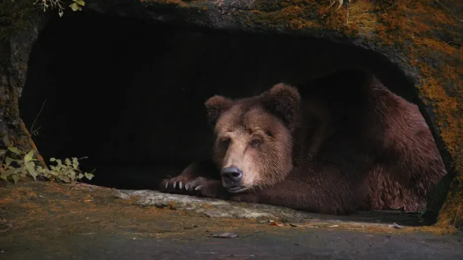 Zimní spánek zvířat