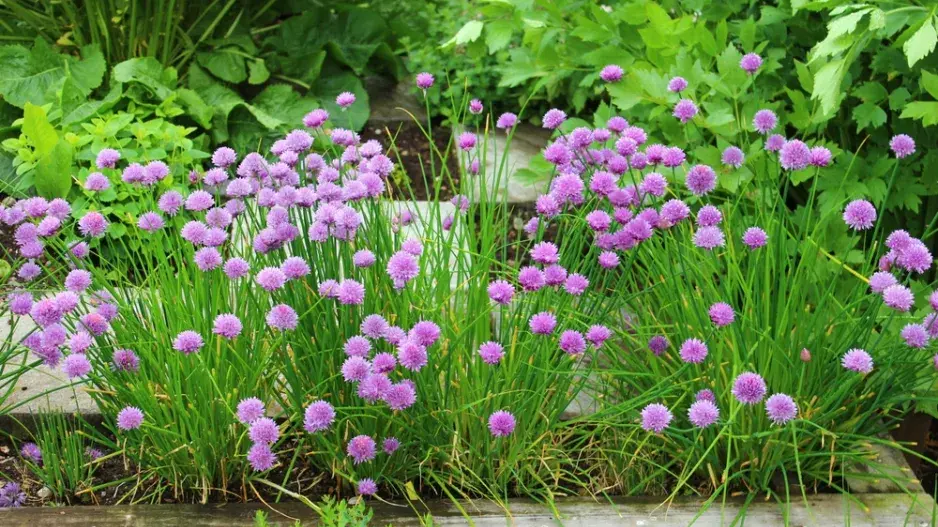 Pažitka pobřežní (Allium schoenoprasum)