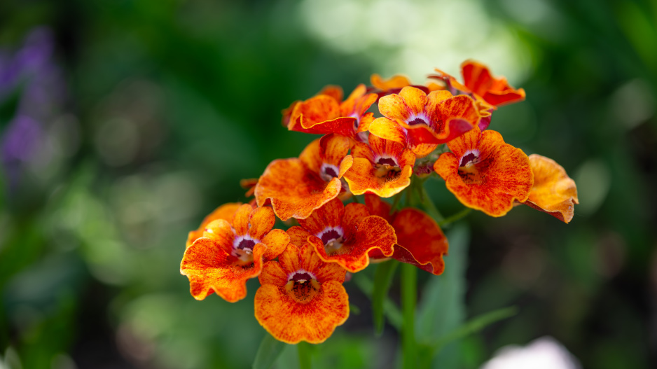Oranžová Nemesia, hledíkovka 