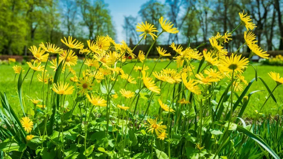 kamzičník východní