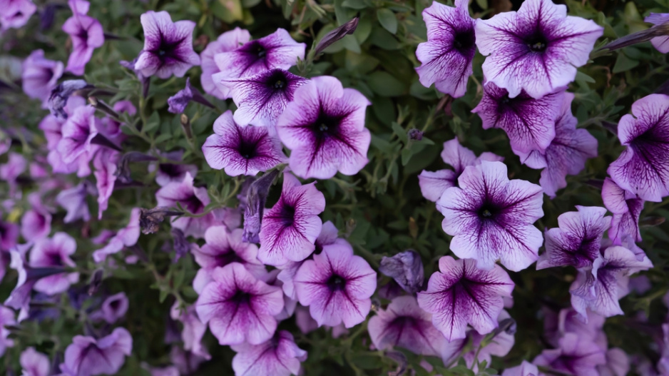 Petunia Flowers ,Supertunia Bordeaux petunias 