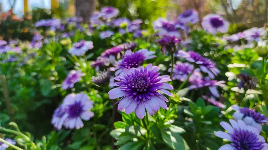 Dimorphotheca ecklonis