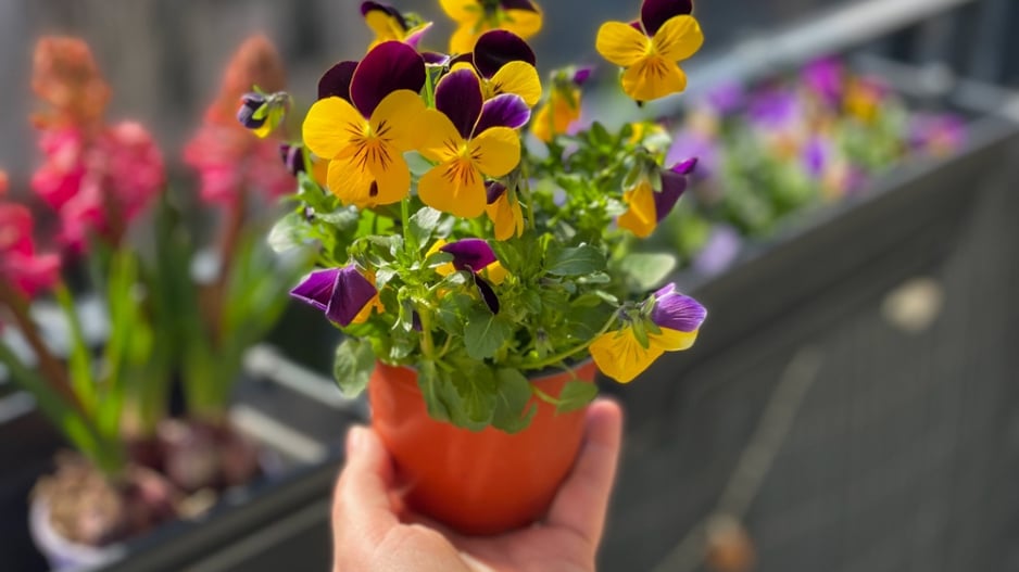 Violka rohatá (Viola cornuta)