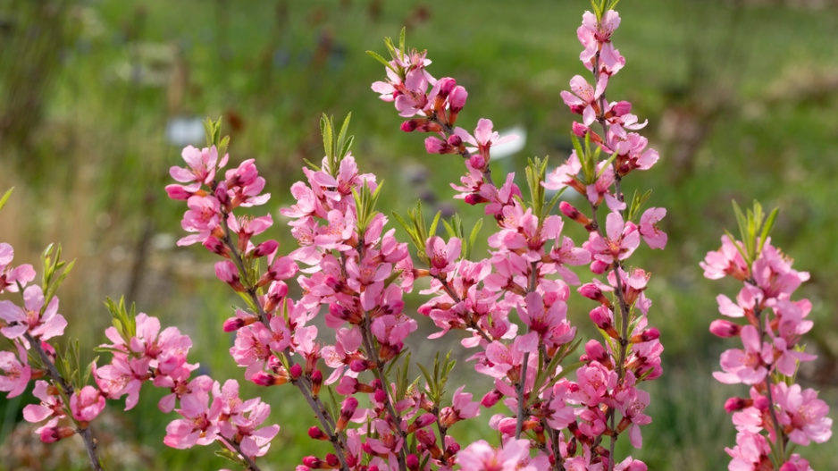 Mandloň nízká (Prunus tenella) 