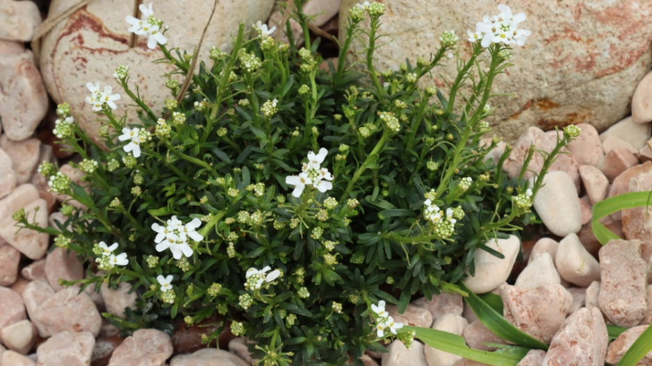 Iberka vždyzelená (Iberis sempervirens) 