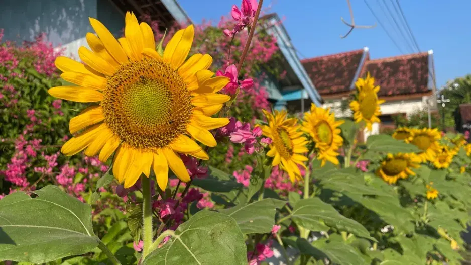 Slunečníce roční (Helianthus annus) 