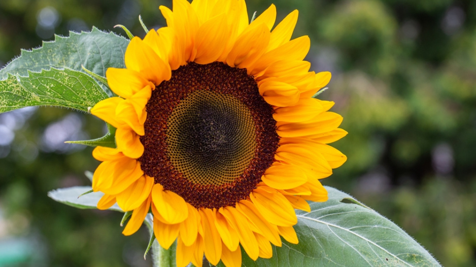 Slunečníce roční (Helianthus annus) 