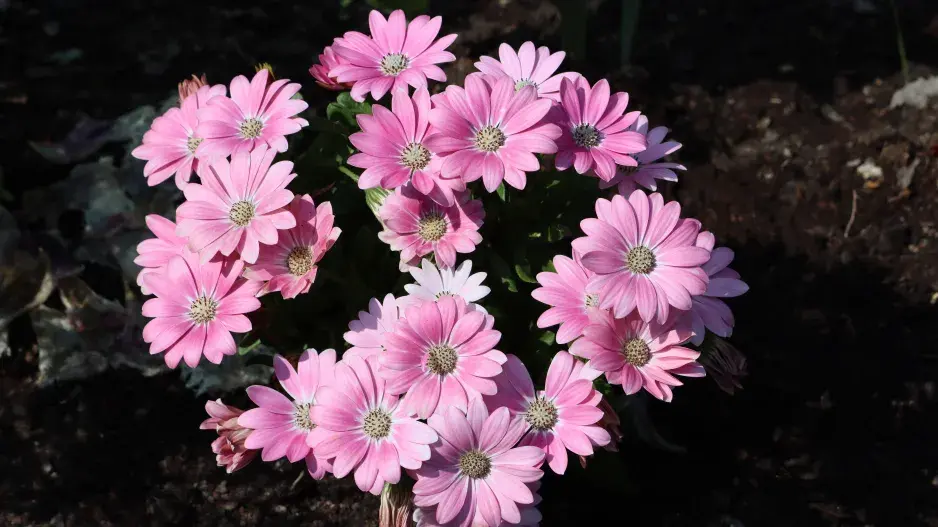 Dvoutvárka, Dvoutvárník