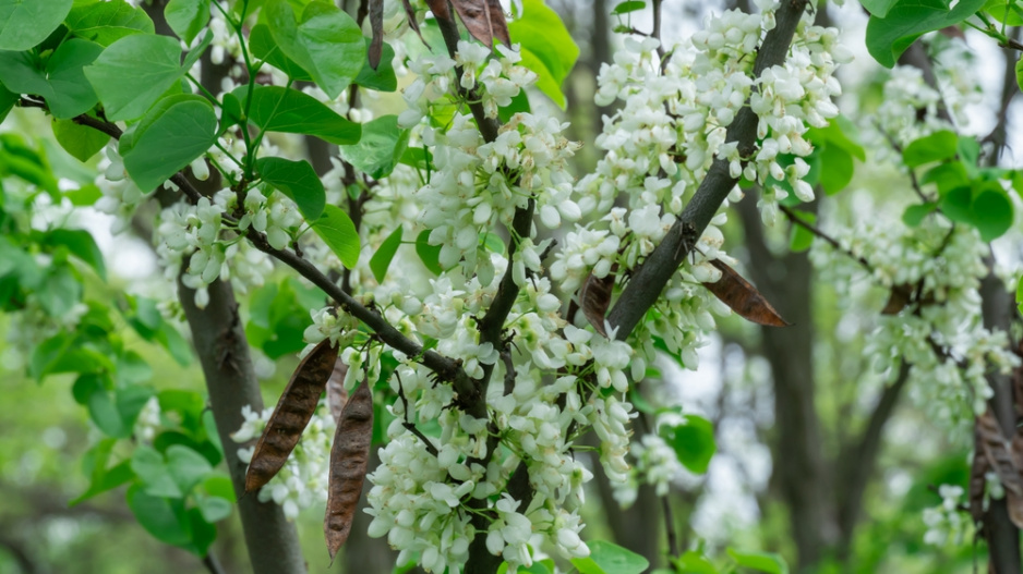 Zmarlika čínská (Cercis chinensis) 