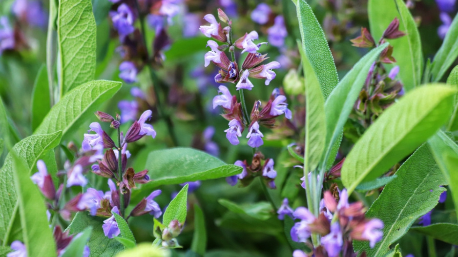 Šalvěj lékařská (Salvia officinalis)