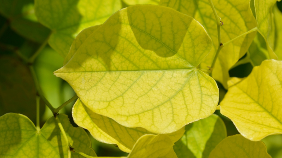 Zmarlika čínská (Cercis chinensis) 