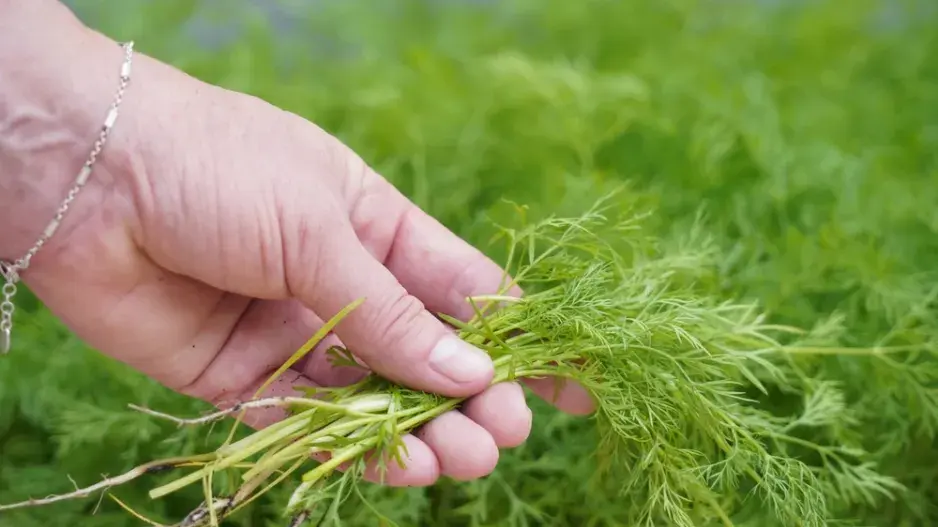 Kopr vonný (Anethum graveolens)