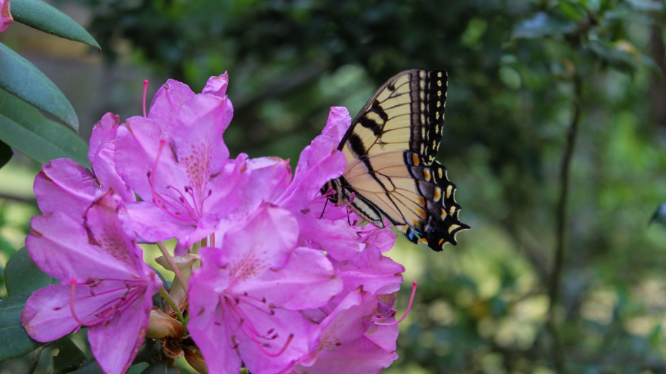 Rododendron ´Pink Tiger´