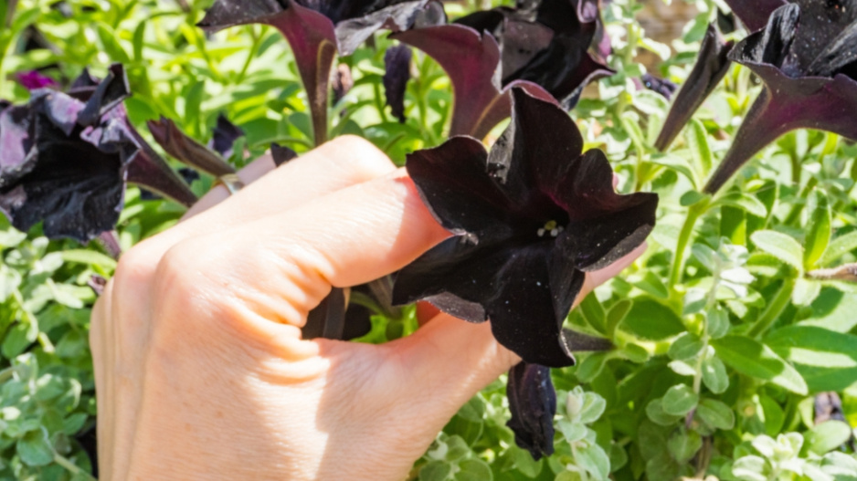 Petunia Black Supertunia Royal Magenta 