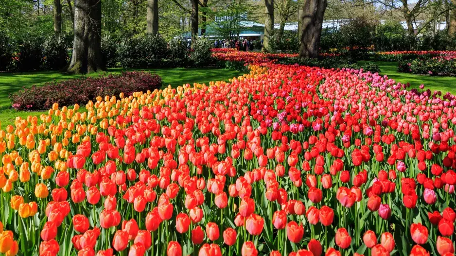 Nejkrásnější zahrady Evropy: Park Keukenhof