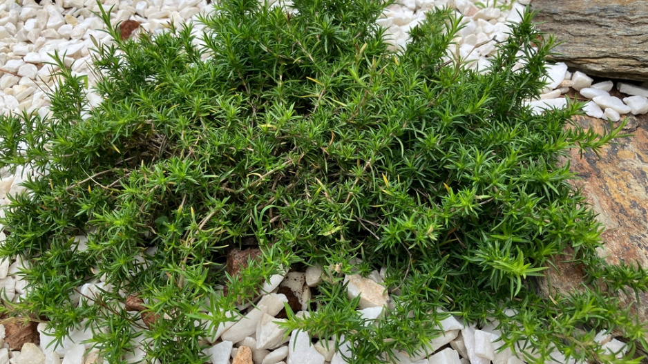 Plamenka šídlovitá (Phlox subulata) 