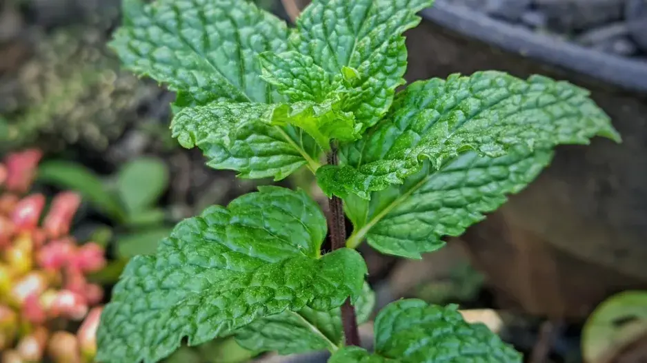 Máta peprná (Mentha × piperita) Máta peprná (Mentha × piperita)