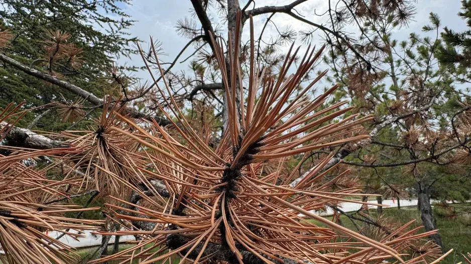 usychání jehlic usychání jehlic